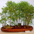Live Small Bamboo Plant - Rooted Variety, Perfect for Bosnia - No Mess Roots for Yard or Pot - Bambusa spp.
