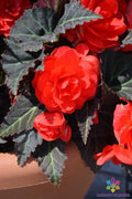 Mocca Cherry Begonia Seeds - 25+ Pack for Garden Planting - Begonia 'Mocca Cherry' - USA Grown