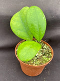 Rare Hoya sp. RB-Dick EPC 196 Rooted Plant 2.5" Pot