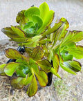 Rare Aeonium Cutting 4" Voodoo Brushed Variegated Succulent, Aeonium 'Voodoo'