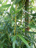 Fargesia Robusta "Wolong" Bamboo - 12" Plant - Hardy Clumping Bamboo for Privacy and Landscape