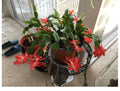 Red Holiday Schlumbergera Cactus Starter Plant - ❤️ Year 2025 - Perfect for Festive Decor and Plant Lovers