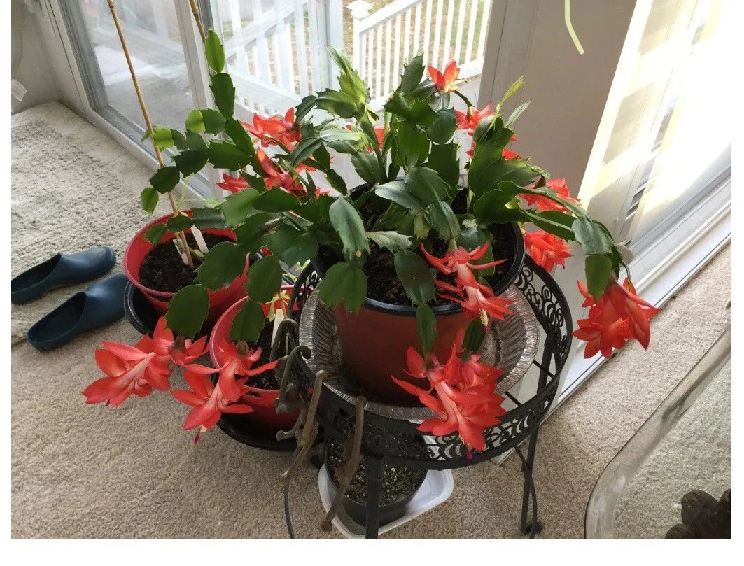 Red Holiday Schlumbergera Cactus Starter Plant - ❤️ Year 2025 - Perfect for Festive Decor and Plant Lovers