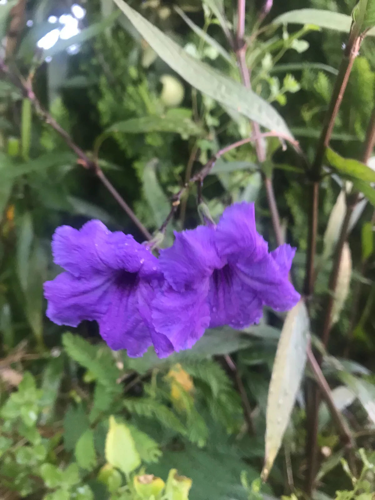Mexican Petunia Cuttings - 10 Organic Purple Flower Hedges - 8" Long Perennial (Ruellia simplex)