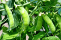 Sugar Snap Pea Seeds, Heirloom NON-GMO, Original Variety, Pisum sativum, Free Shipping