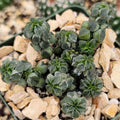 Peperomia Columella Cactus Plant - Live Succulent - Unique Green Variety - Real Indoor Houseplant