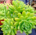 Succulent Sedum Alice Evans 5 Live Plant Cuttings Rosettes - Sedum Stonecrops