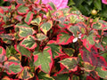 Variegated Houttuynia Cordata Plants - Bareroot Hardy Ground Cover - Live 15 Pack
