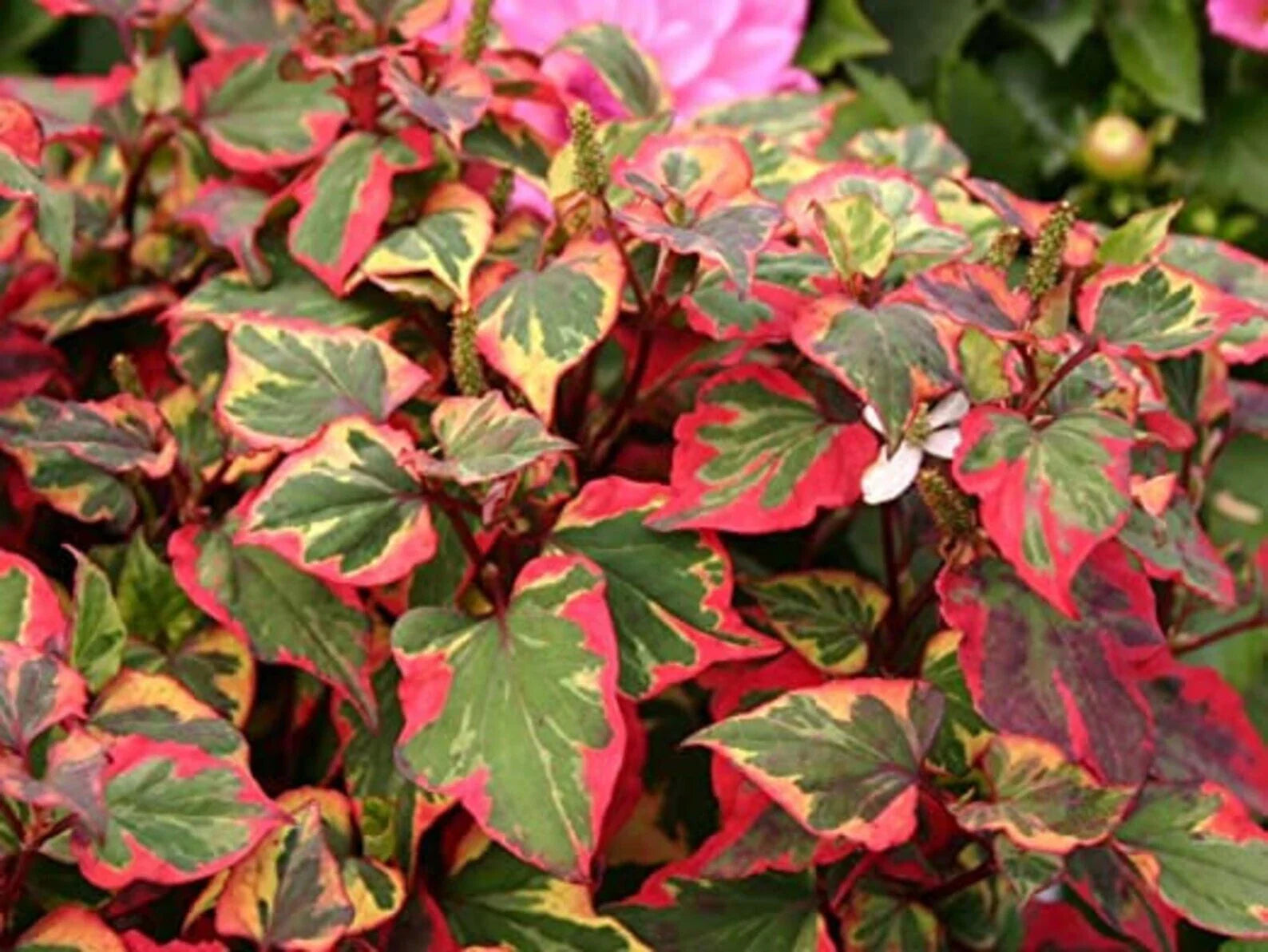 Variegated Houttuynia Cordata Plants - Bareroot Hardy Ground Cover - Live 15 Pack