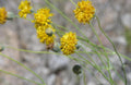 Greenthread 58 Seeds - Wildflower Yellow Flower, Navajo Tea - Thelesperma megapotamicum