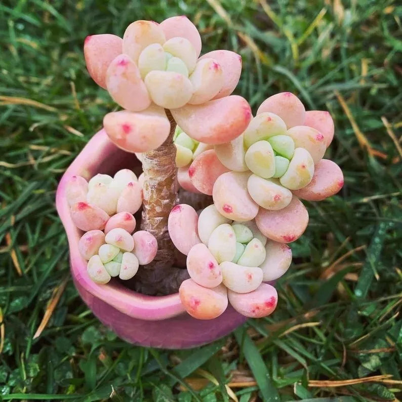 Sedum Seeds - 100 Count - Tiscalatengo Gorge Variety - Succulent Seeds for Home Gardening