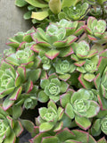 Live 3'' Aeonium Pinwheel Succulent Cuttings - Haworthia Aboreum - Indoor Plant Decor