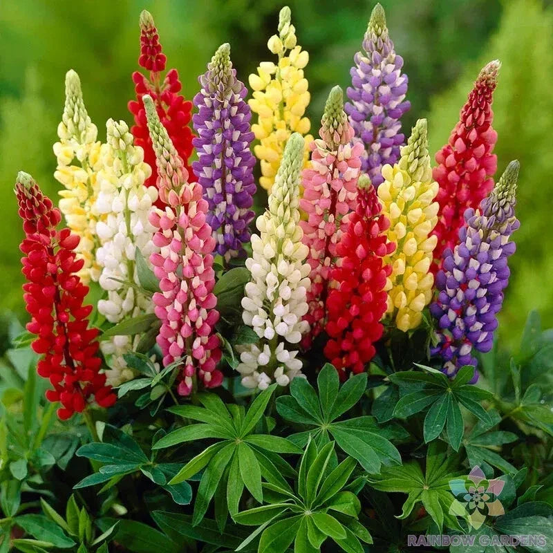 Gallery Mix Lupine Seeds - 25+ Pack - Colorful Perennial Flowers - Lupinus Polyphyllus - USA Grown, Free Shipping