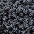 Prime-Ark Blackberry Bare Root Plug - 1-Year-Old Plant - Rubus fruticosus