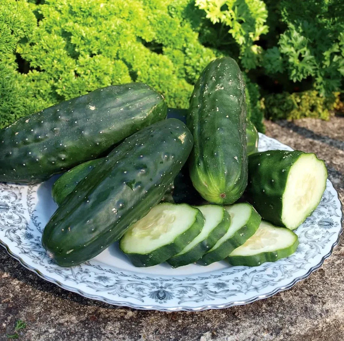 Double Yield Cucumber Seeds - Organic Heirloom - Non-GMO - 100+ Pack - Cucumis sativus