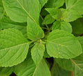 Clove Scented Basil Seeds - 600+ Annual Herb for Culinary Spices - Ocimum basilicum - Free Shipping