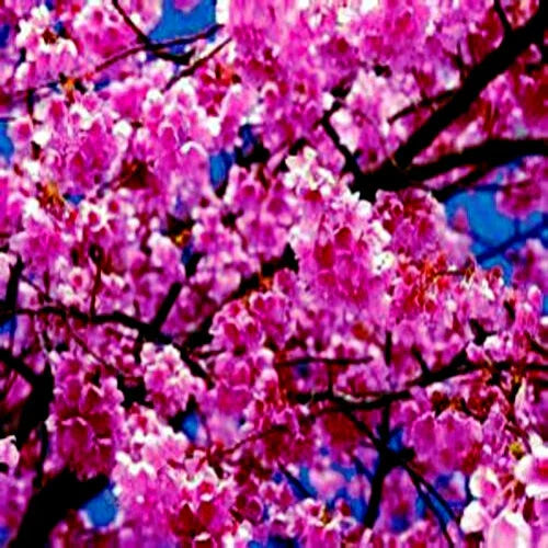 Japanese Sakura Cherry Blossom Tree Seeds - Hardy Flower Plant (Prunus sargentii) - Ideal for Gardens and Landscapes