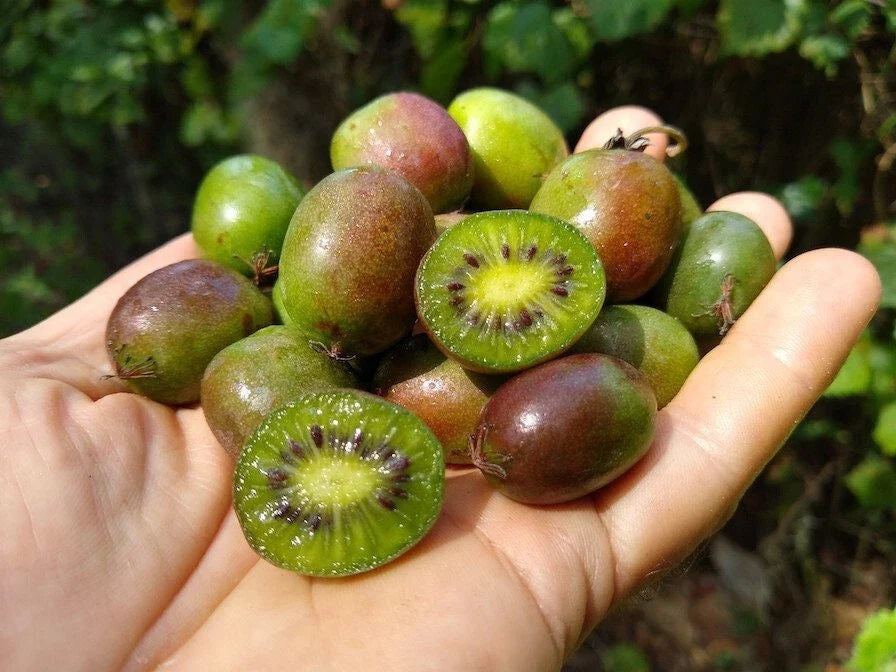 Kiwi Plant Set of 2 - Prolific Live Rooted Starter Plants - Zones 4-8 - No Pot