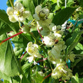 Kiwi Opitz Male Pollinator Plant - Live Rooted Starter - Zones 4-8 - Actinidia deliciosa - Late Flowering Variety