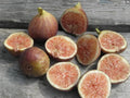 Florea Fig Seeds - 100+ Count for Garden Planting - Ficus carica - USA Grown - Free Shipping