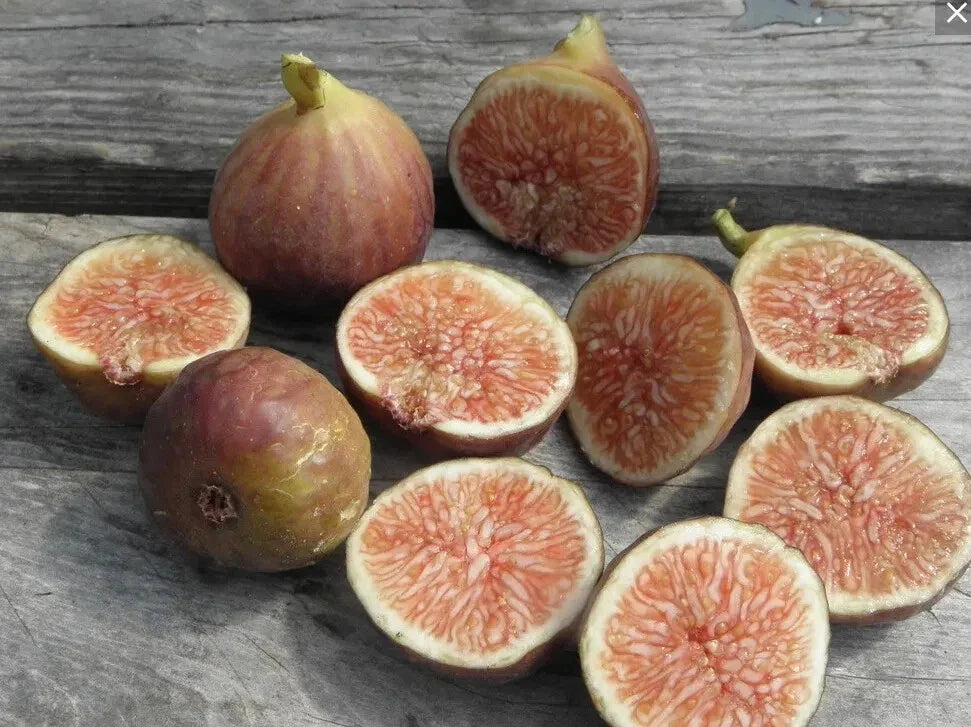 Florea Fig Seeds - 100+ Count for Garden Planting - Ficus carica - USA Grown - Free Shipping