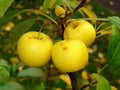 30 European Crab Apple Seeds - Malus Sylvestris - French Crabapple Tree Planting