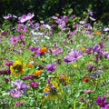 Wildflower Seed Mix - Butterfly & Hummingbird Heirloom - Non-GMO - 1000+ Seeds - USA Native Flowers