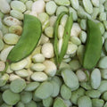 White Dixie Butterpea Seeds, Non-GMO, Lima Bean, Shell or Dry Bean, Organic Gardening, Heirloom Variety