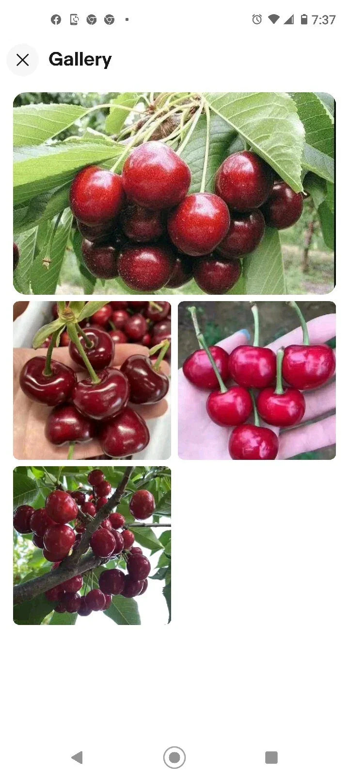 Black Cherry Seeds 15 Pack | Sweet Edible Fruit | Prunus serotina | USA Native Tree | Rum Cherry | Zones 3-9