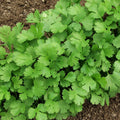 Cilantro Seeds - Leisure Size - Slow Bolting Mexican Coriander - Coriandrum sativum