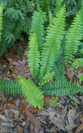 15 Rooted Live Boston Fern Plants, Organic Tropical Evergreen, Perfect for Shady Spaces, Nephrolepis exaltata