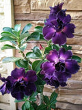 Desert Rose Plant - Small Rooted Seedling - Adenium Obesum - 4-6 Inches Tall - Drought Tolerant Succulent