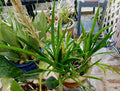Sansevieria Aethiopica Bowstring Hemp Plant - Bare Root Sanseveria for Indoor Air Purification