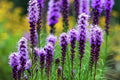 Liatris Spicata Seeds - 175 Pack - Blazing Stars - Perennial Flower Seeds - Native Wildflower