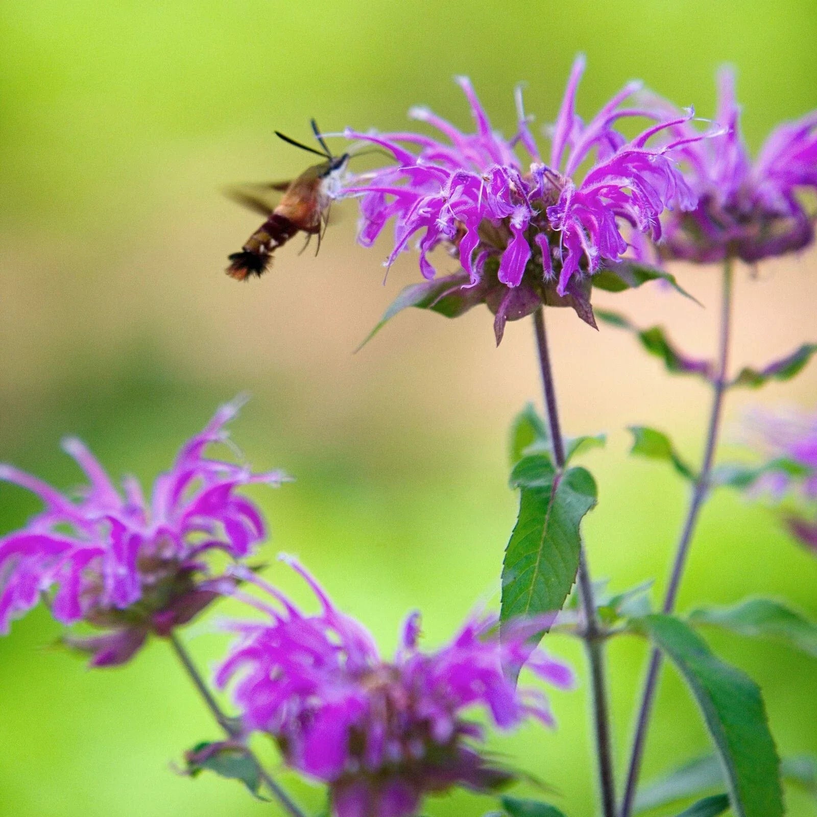 Wild Bergamot Seeds - 500+ Count - Bee Balm - Monarda fistulosa - Non-GMO - Attracts Hummingbirds & Bees - Perennial