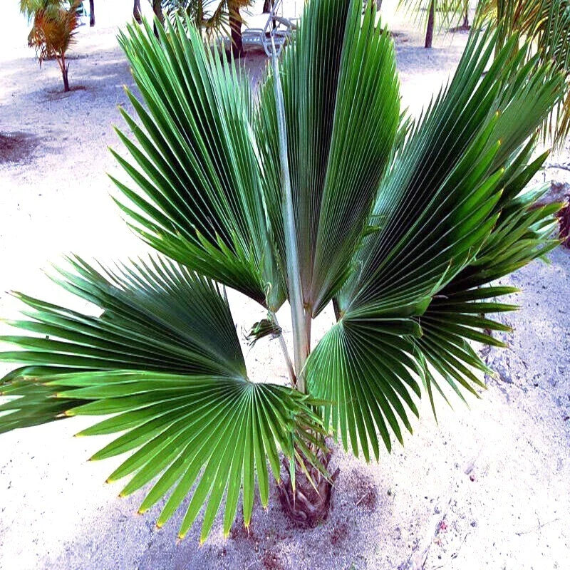 Fiji Fan Palm Tree Seeds - 10 Pack - Fast Growing Tropical Plant - Pritchardia pacifica