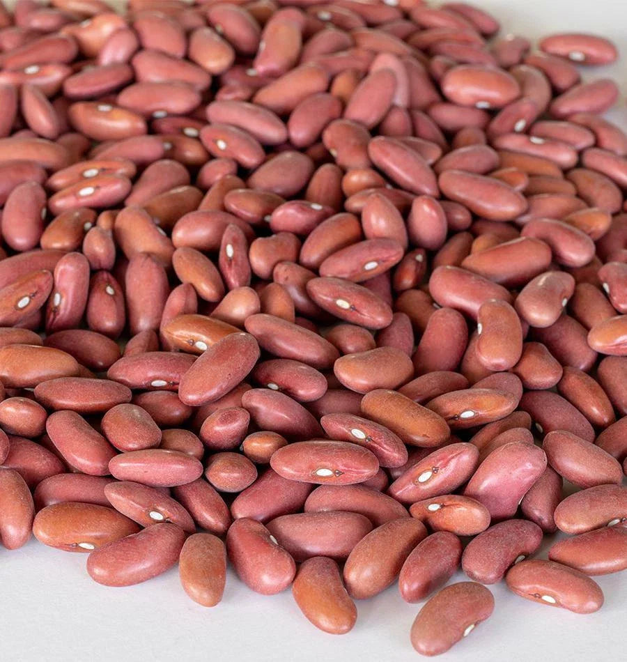 Light Red Kidney Bean Seeds - Fresh, Non-GMO, Organic - Phaseolus vulgaris - Free Shipping