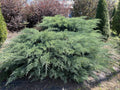 Fresh 5-7" Cuttings Grey Owl Spreading Juniper Evergreen (Juniperus horizontalis) for Rooting