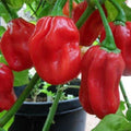 Premium Habanero Hot Red Pepper Seeds - 400,000 Scoville Units - Fresh Seed - Capsicum chinense