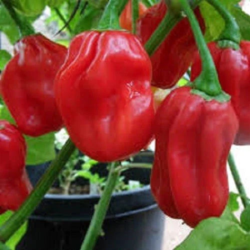 Premium Habanero Hot Red Pepper Seeds - 400,000 Scoville Units - Fresh Seed - Capsicum chinense