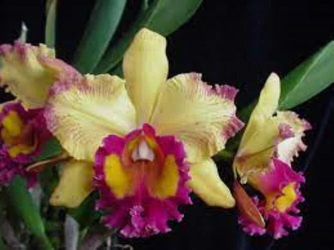 Orchid Plant 2.5" Pot Rlc. Hausermann's Starfire 'Times Square'