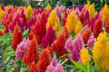 Celosia Pampas Plume Flower Seeds - 190 Count Mixed Colors - Celosia argentea
