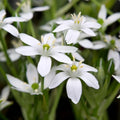 Star of Bethlehem Bulbs | Ornithogalum Umbetallum | White Star-Shaped Flowers | Spring Bloomer
