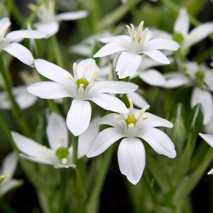 Star of Bethlehem Bulbs | Ornithogalum Umbetallum | White Star-Shaped Flowers | Spring Bloomer