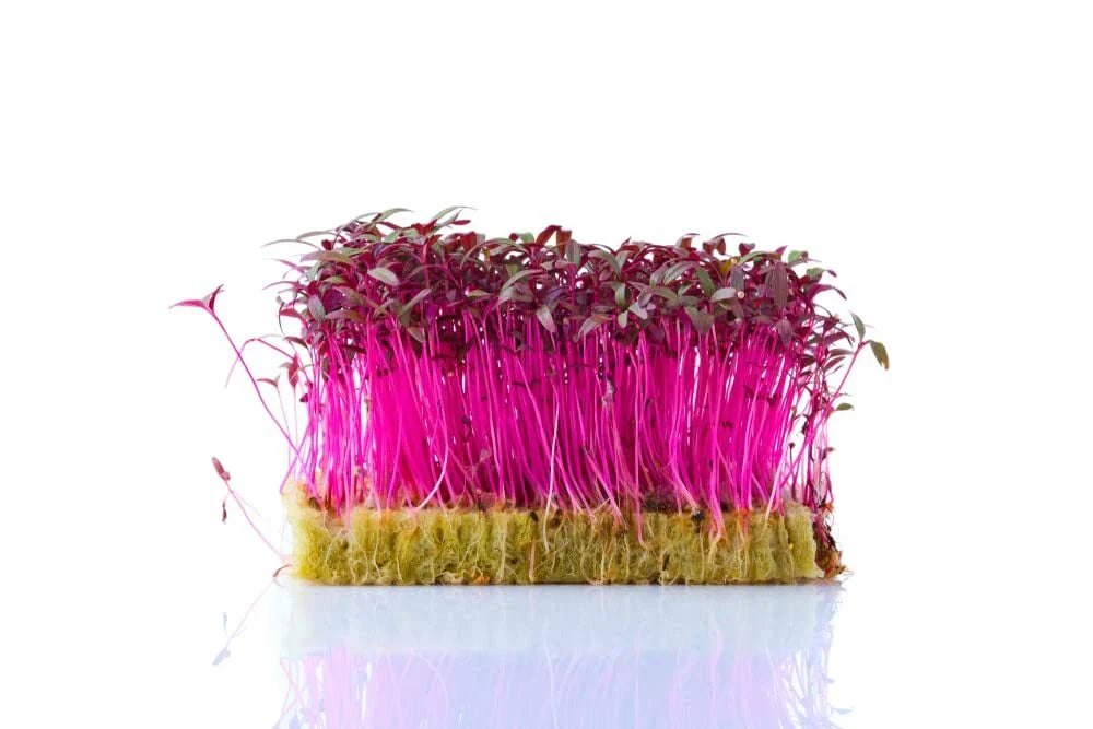 Red Amaranth Microgreen Seeds for Planting - 500 Seeds - Non-GMO, Organic Amaranthus tricolor