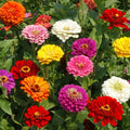 California Giant Zinnia Seeds - 200 Organic Seeds - Colorful Blossoms - Zinnia elegans - USA Grown, Ships Free