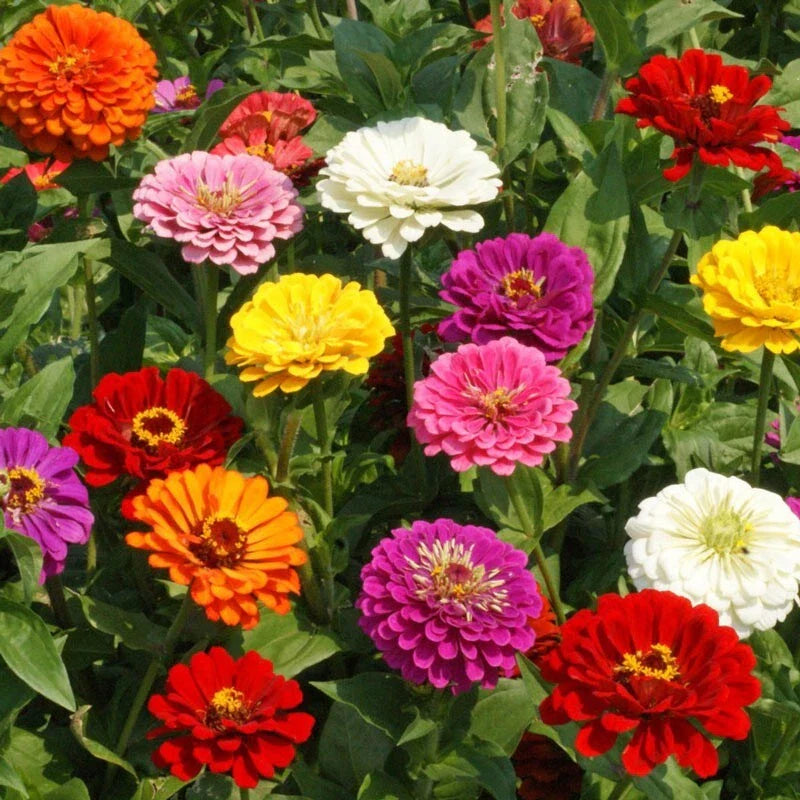 California Giant Zinnia Seeds - 200 Organic Seeds - Colorful Blossoms - Zinnia elegans - USA Grown, Ships Free