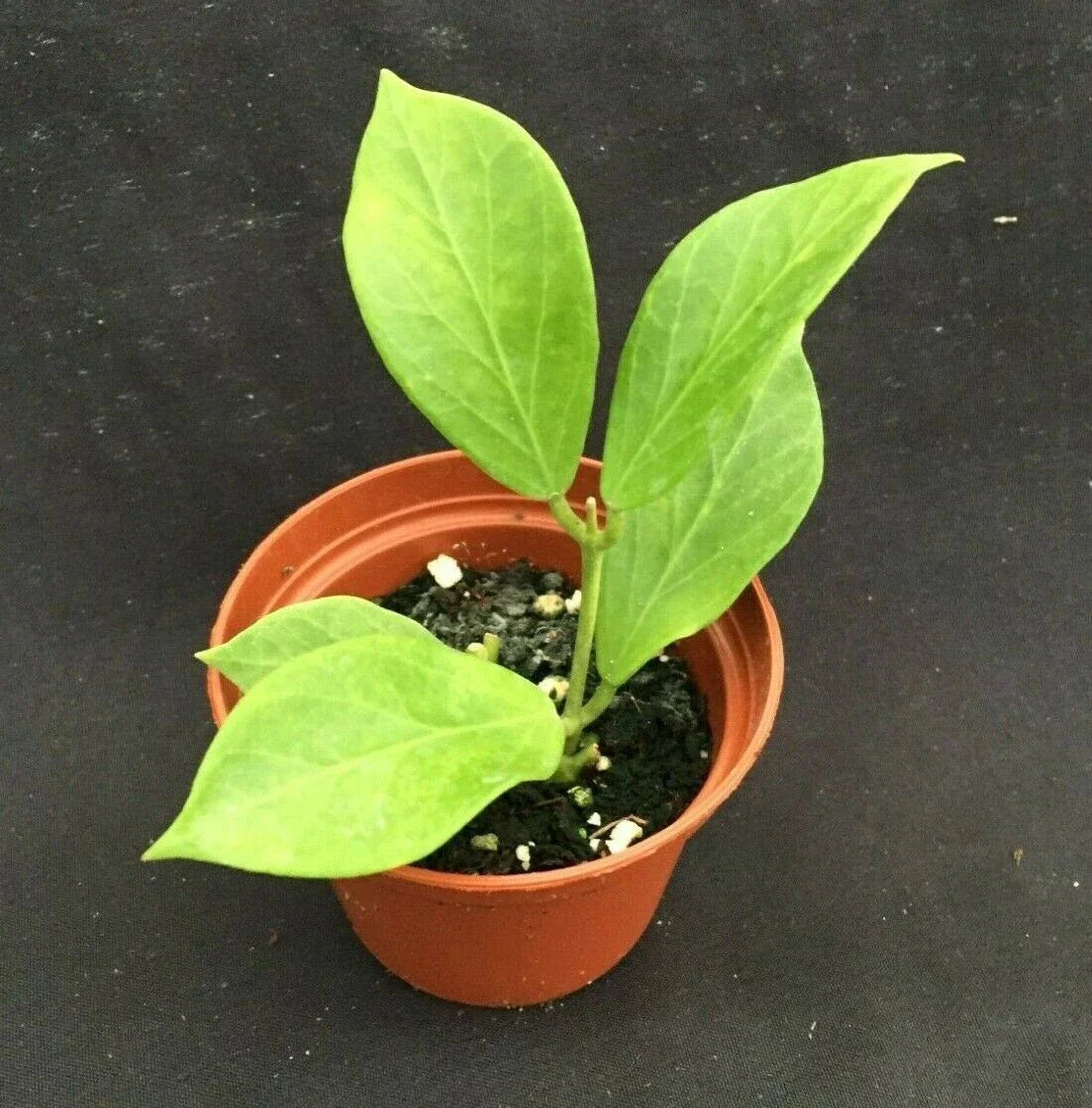 Hoya Obscura 'Philip' Rooted Plant 2.5" Pot