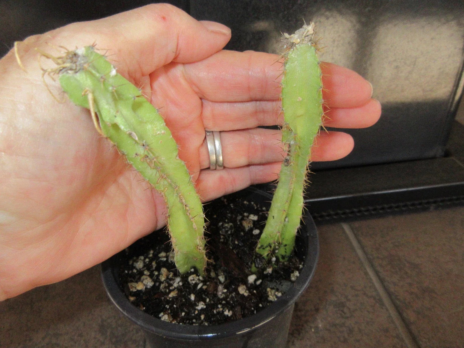 Rooted Cuttings Selenicereus testudo | 2 Pack | Rare Cactus Variety for Indoor Gardening