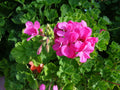 Hardy Fragrant Pink Flower Geranium Cuttings - 10 x 6'' - Pelargonium spp.